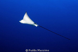 nikon d2x 12-24mm,eagle ray by Puddu Massimo 